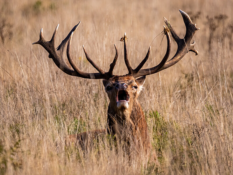 Red Deer - Latest photos