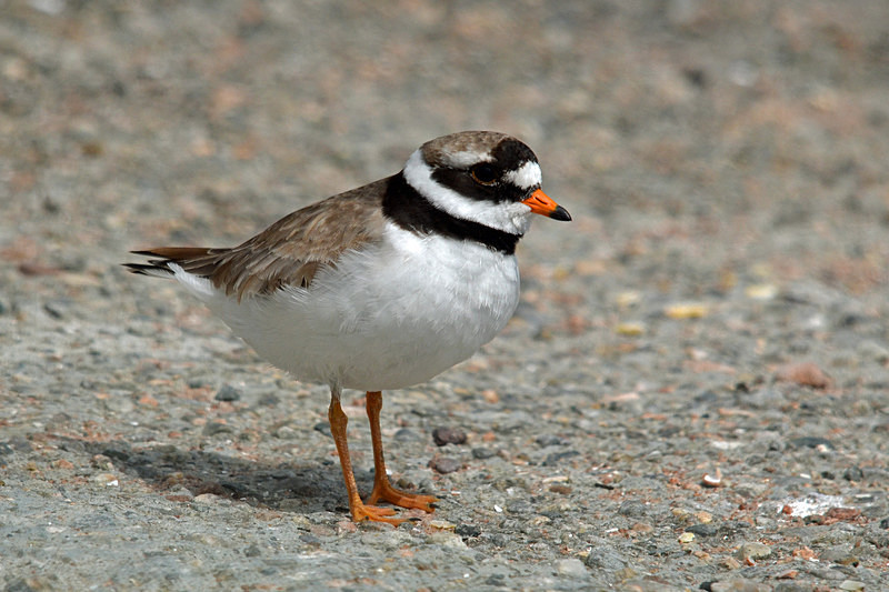 Ringed Plover - Plovers