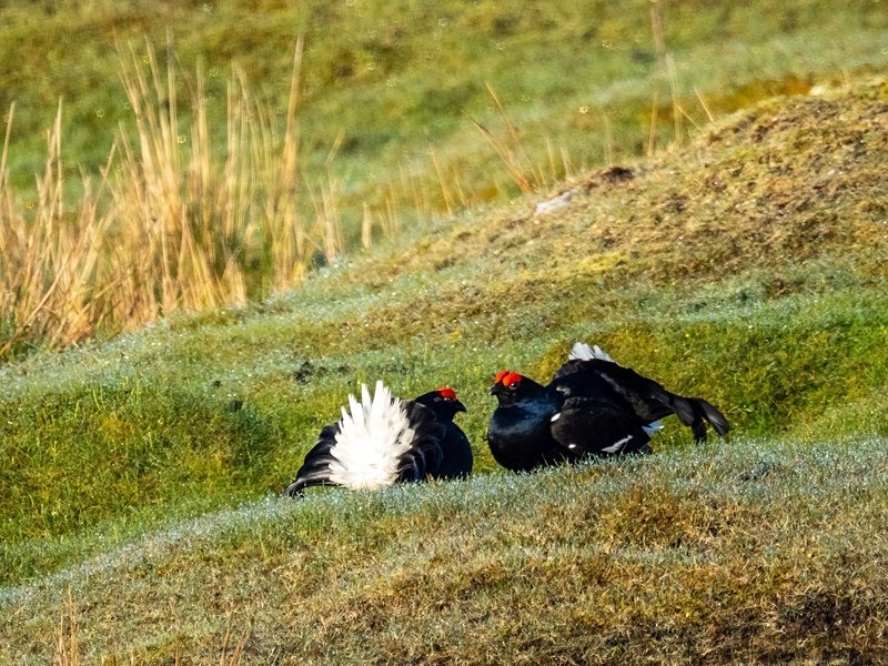 Black Grouse - Game birds