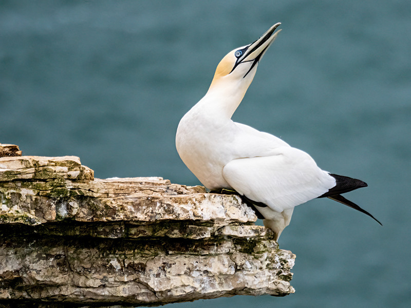 Gannet - Latest photos