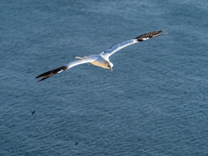 Gannet - Gannets