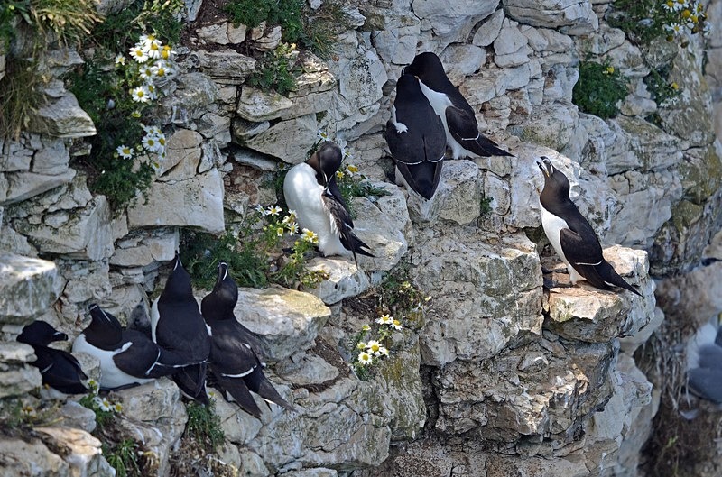 Razorbills