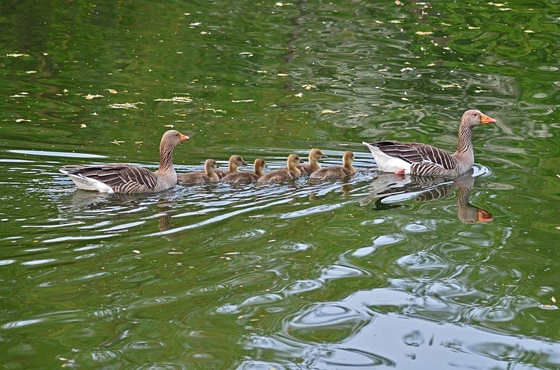 Greylag Geese and goslings - Grey geese