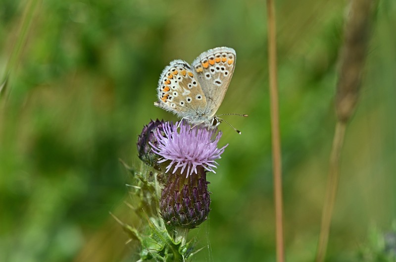 Common Blue - Butterflies