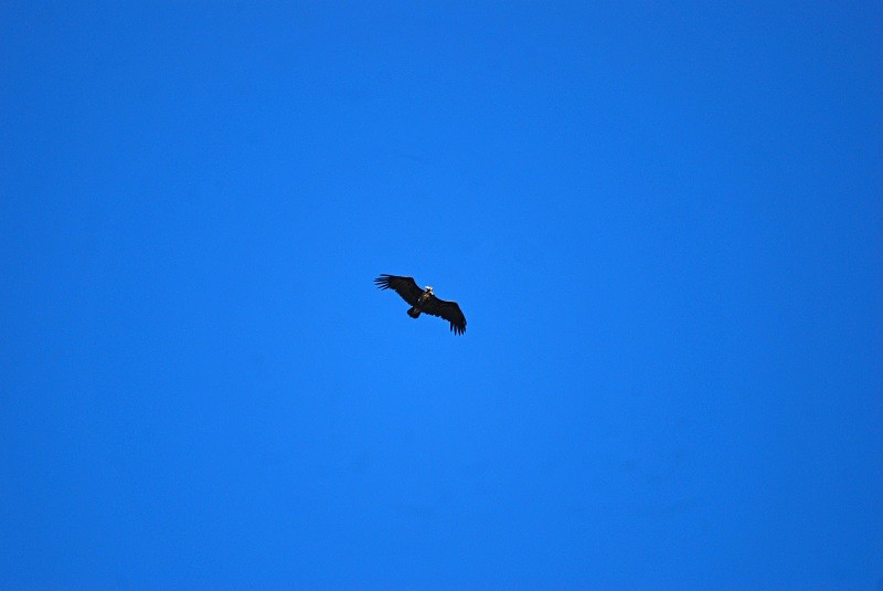 Black Vulture - South and north west Spain - September 2010