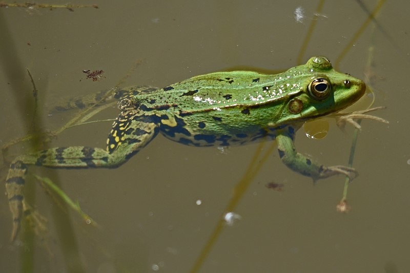 Marsh Frog - Slovakia