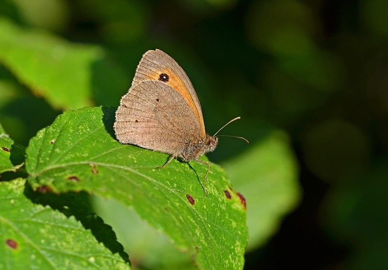 Meadow Brown - Butterflies
