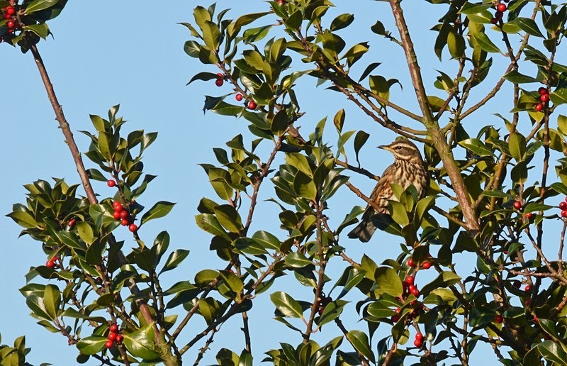 Redwing - Thrushes