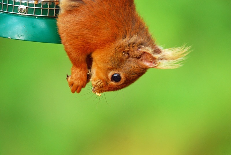 Red Squirrel - Red Squirrels