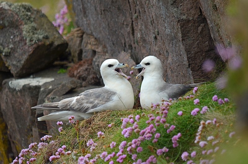 Fulmars - Fulmars
