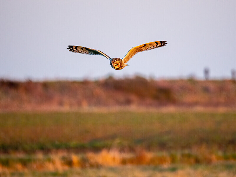 Short-eared Owl - Latest photos