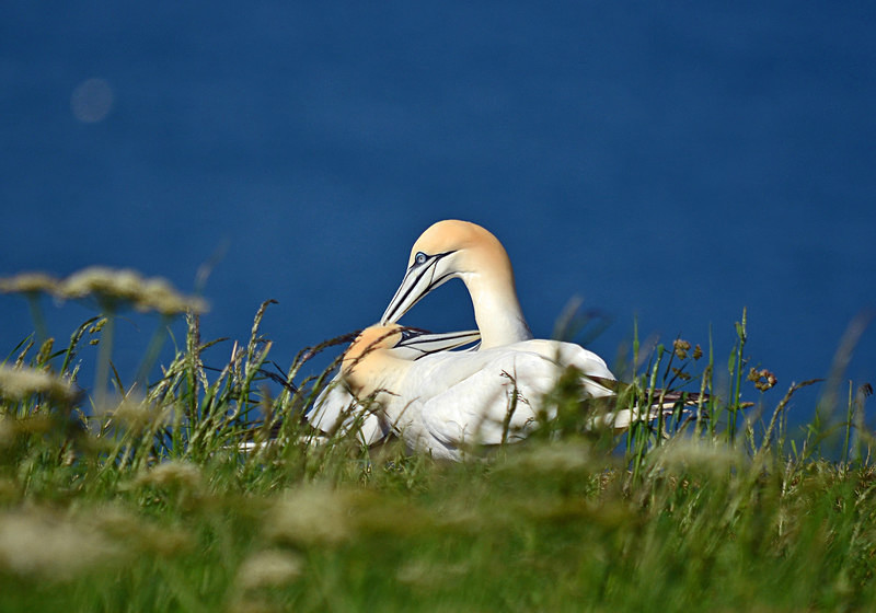 Gannets - Gannets