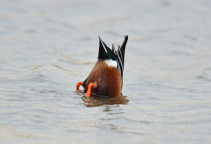 Shoveler - Dabbling ducks