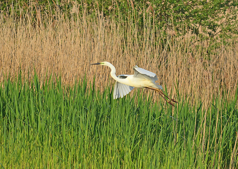 Great White Egret - Herons and egrets