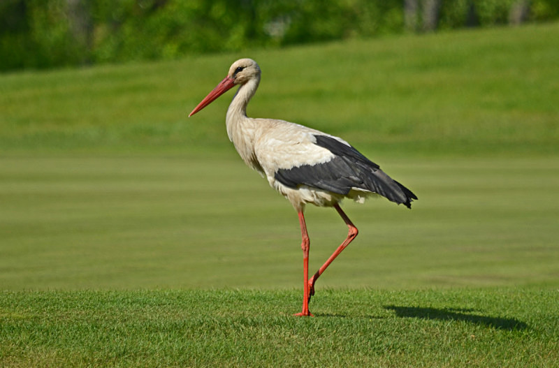 White Stork - Estonia