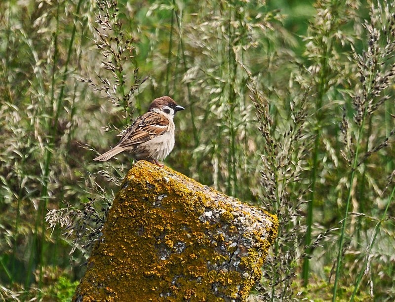 Tree Sparrow - Sparrows