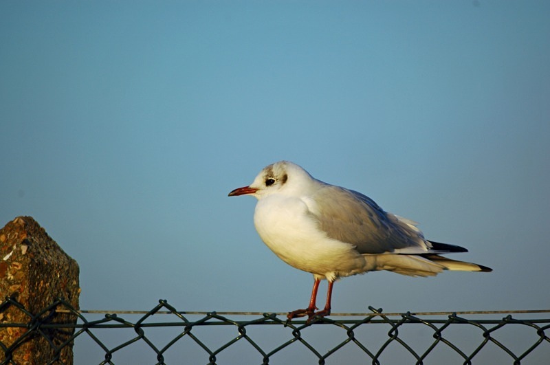 Black-headed Gull - Gulls