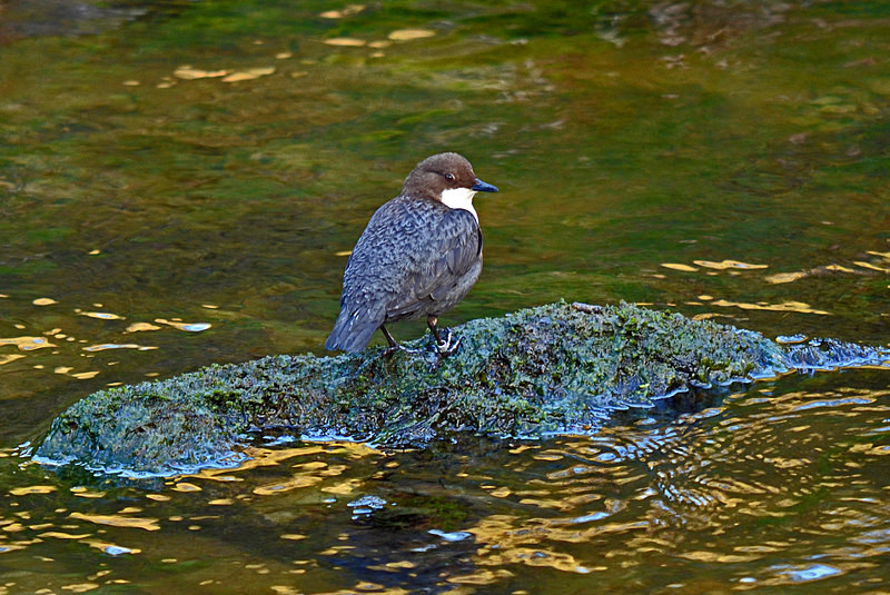 Dipper - Dippers