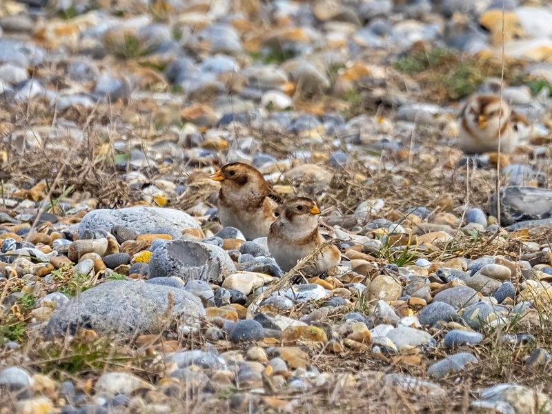 Snow Bunting - Buntings