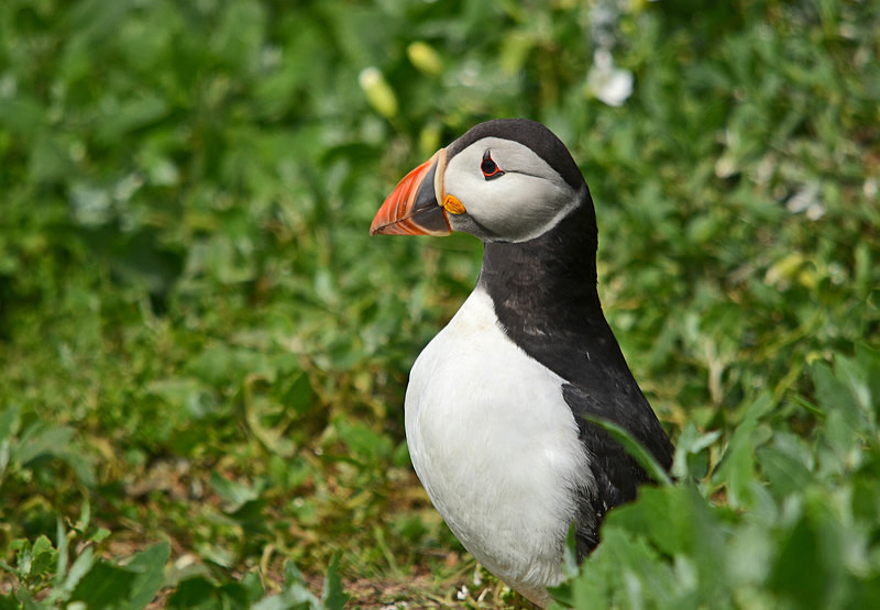 Puffin - Puffins