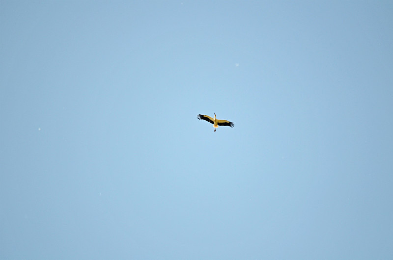 White Stork - Central Macedonia