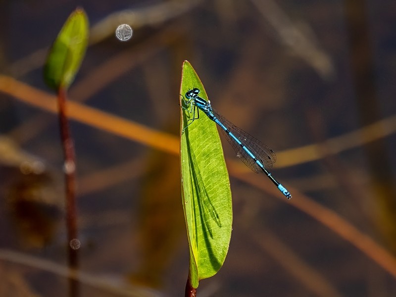 Common Blue Damselfly - Dragonflies and damselflies