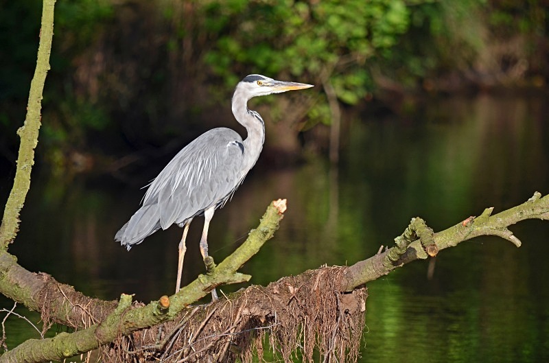 Grey Heron - Herons and egrets