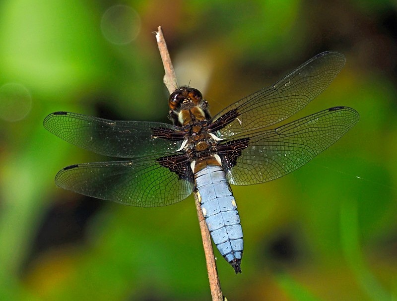 Broad-bodied Chaser - Dragonflies and damselflies