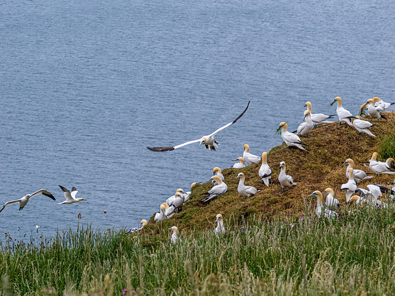 Gannets - Latest photos