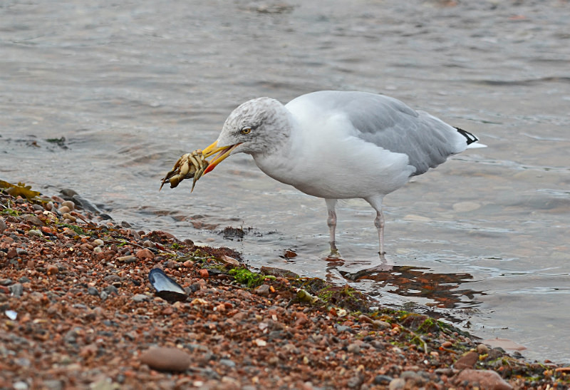 Herring Gull - Gulls