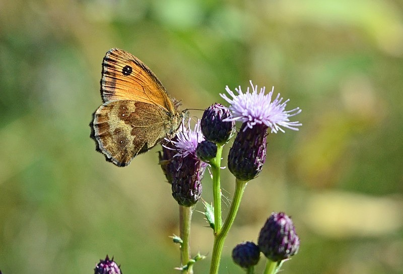 Gatekeeper - Butterflies