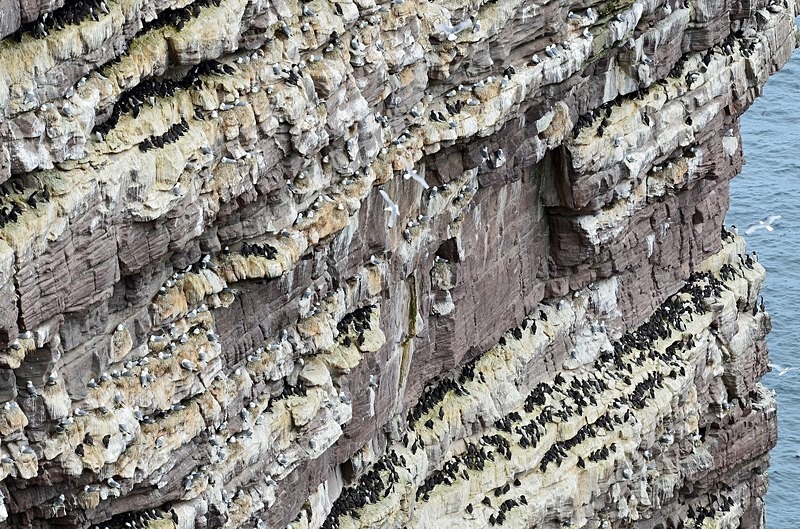 Common Guillemots - Auks