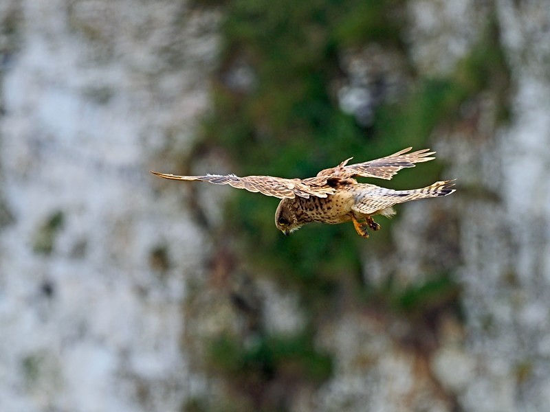 Kestrel - Birds of prey