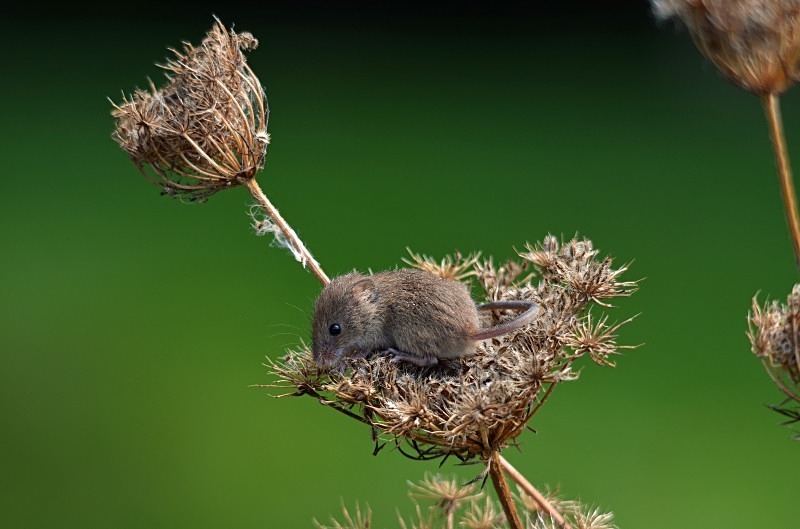 Harvest Mouse - Harvest Mouse