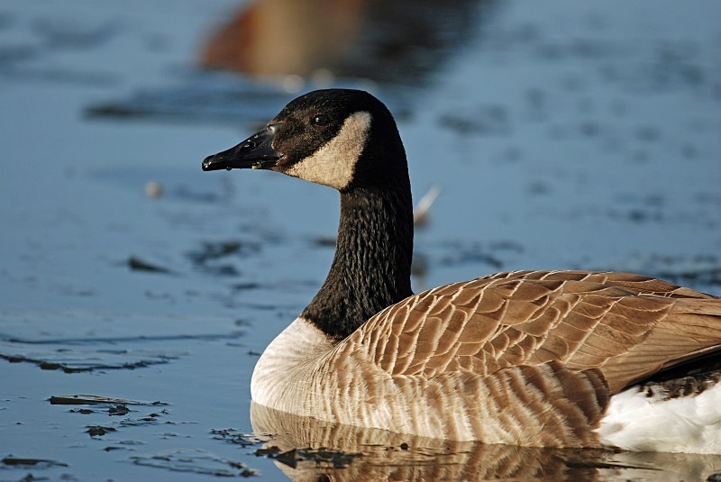 Canada Goose - Black geese