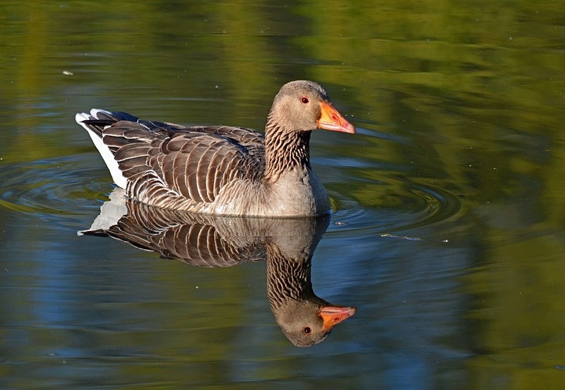 Greylag Goose - Grey geese