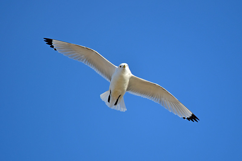 Kittiwake - Westfjords