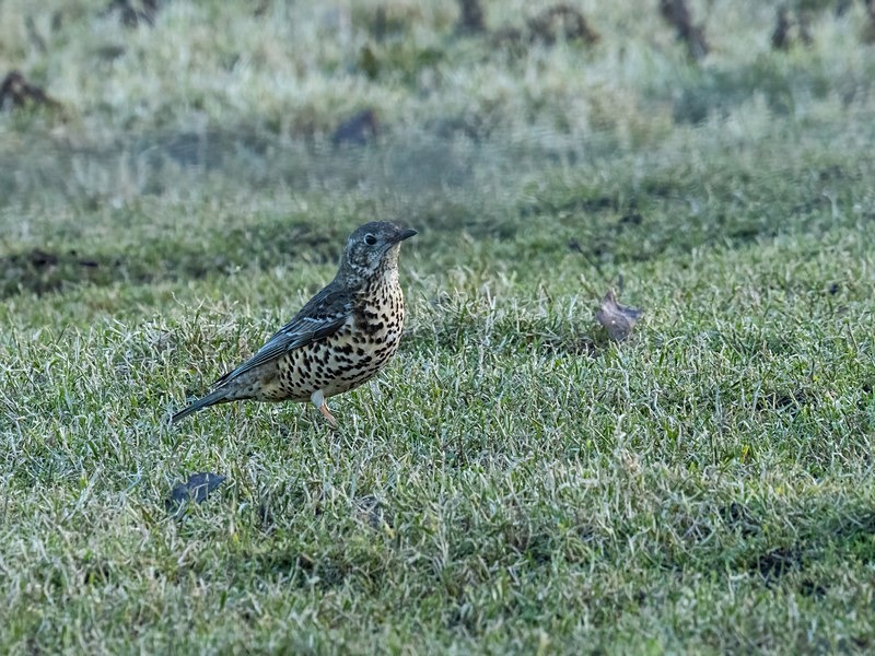 Mistle Thrush - Thrushes