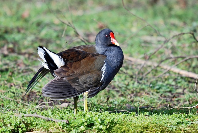 Moorhen - Crakes and rails