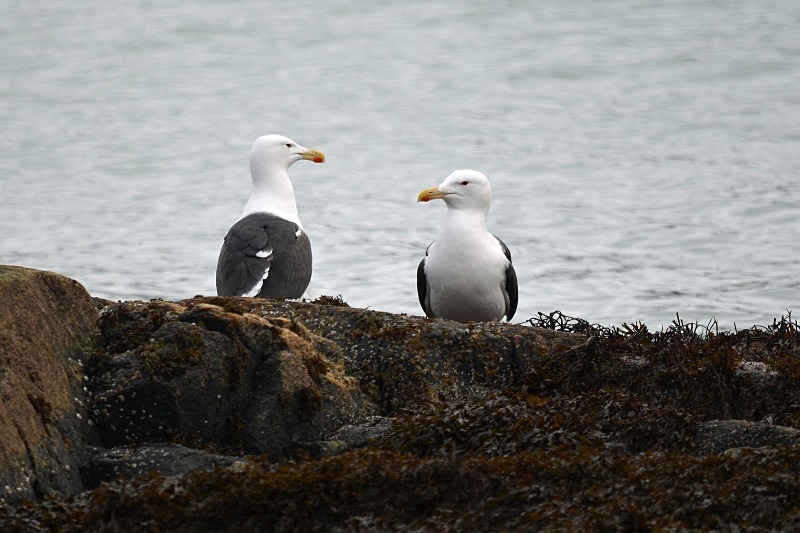 Great Black-backed Gulls - North Norway - March 2012