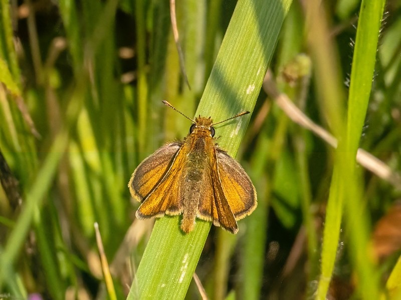 Lulworth Skipper - Butterflies