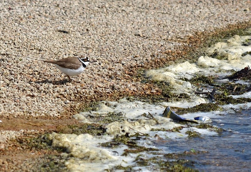 Little Ringed Plover - Plovers