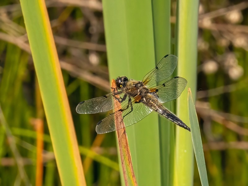 Four-spotted Chaser - Dragonflies and damselflies