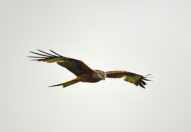 Red Kite - Birds of prey