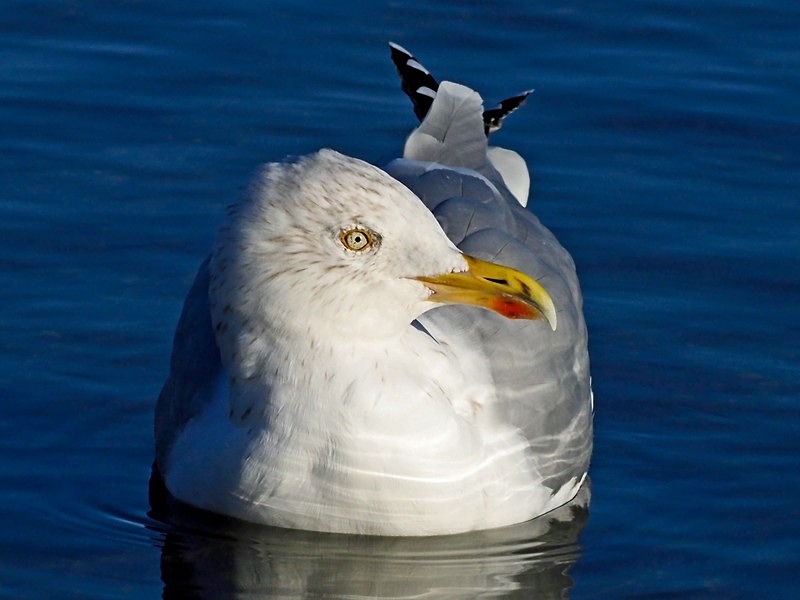 Herring Gull - Gulls