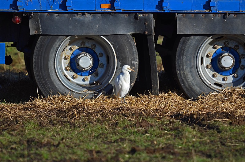 Cattle Egret - Herons and egrets