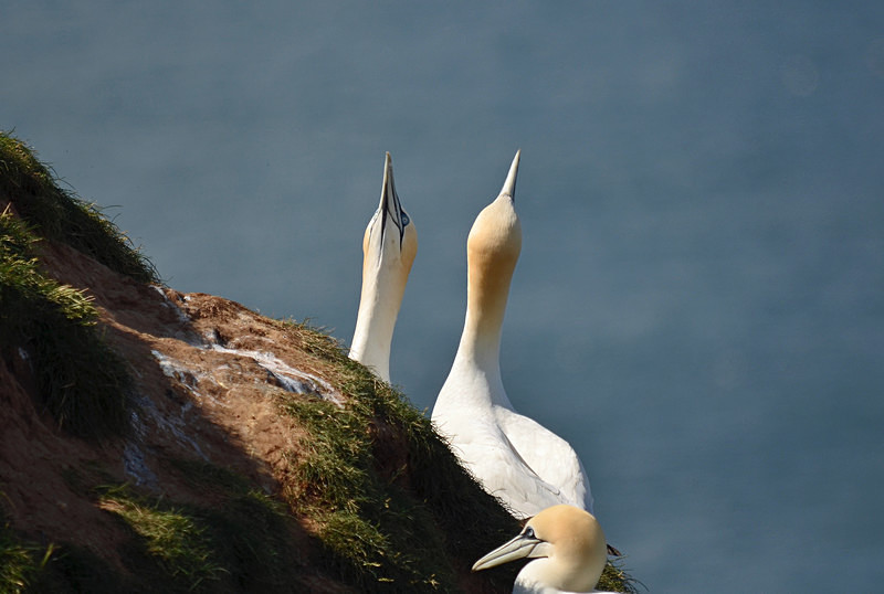 Gannets - Gannets
