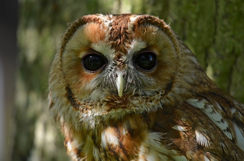 Tawny Owl - Tawny Owl