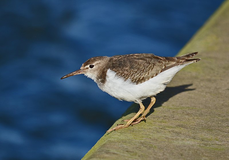 Spotted Sandpiper - Sandpipers