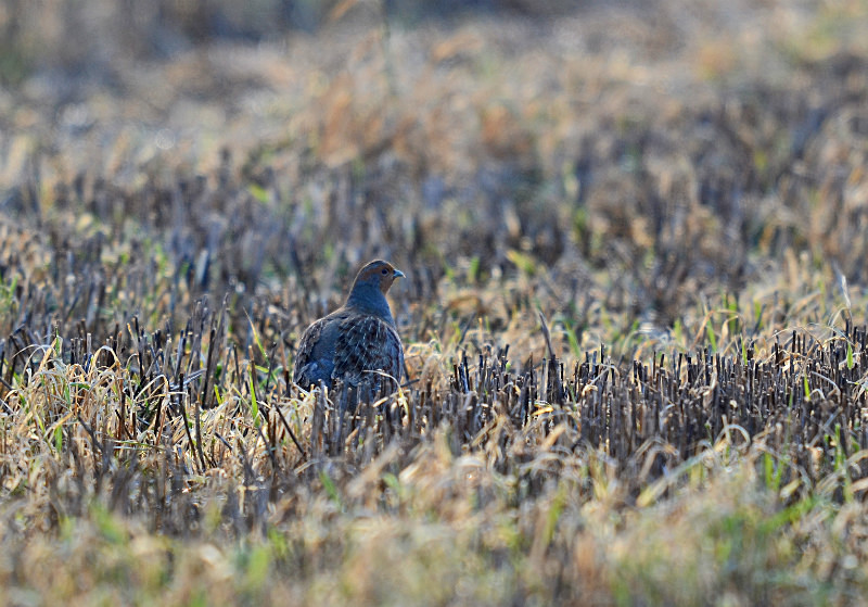 Grey Partridge - Game birds
